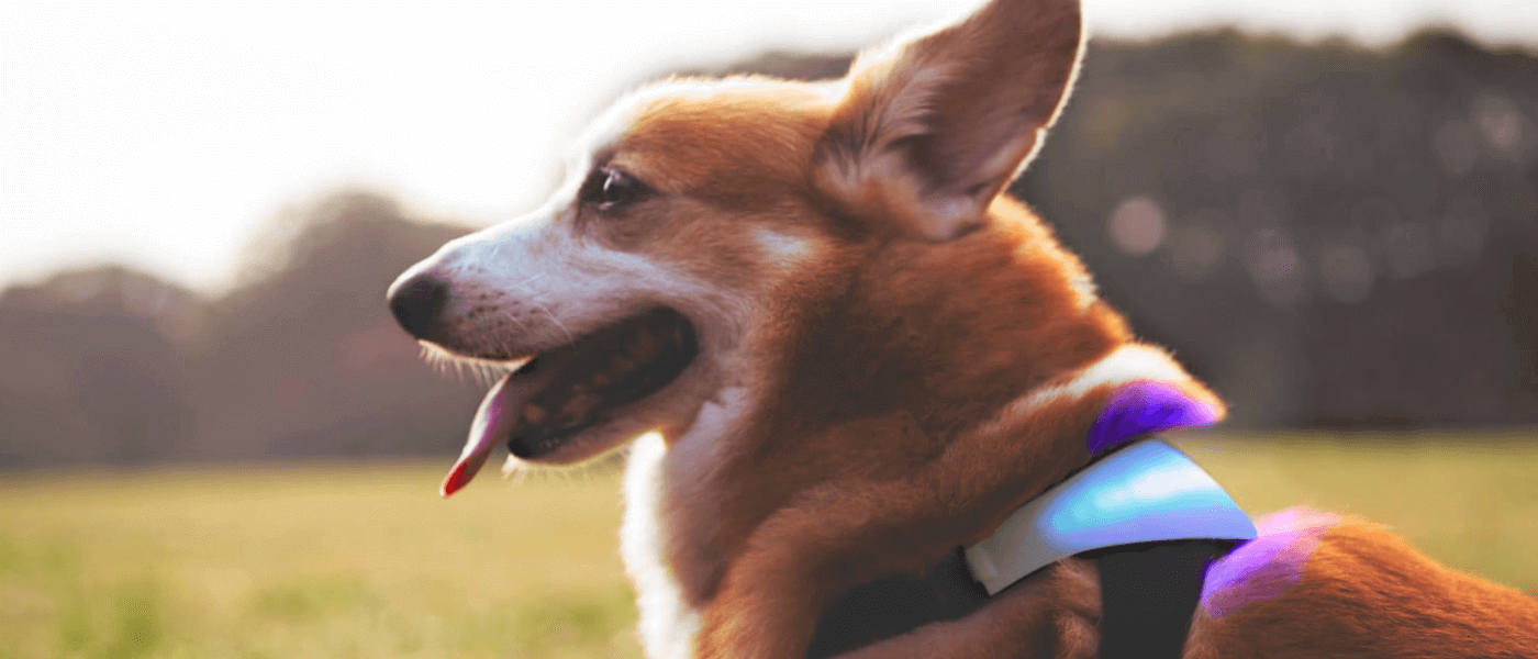 Inupathy The worldâs first dog harness with emotions